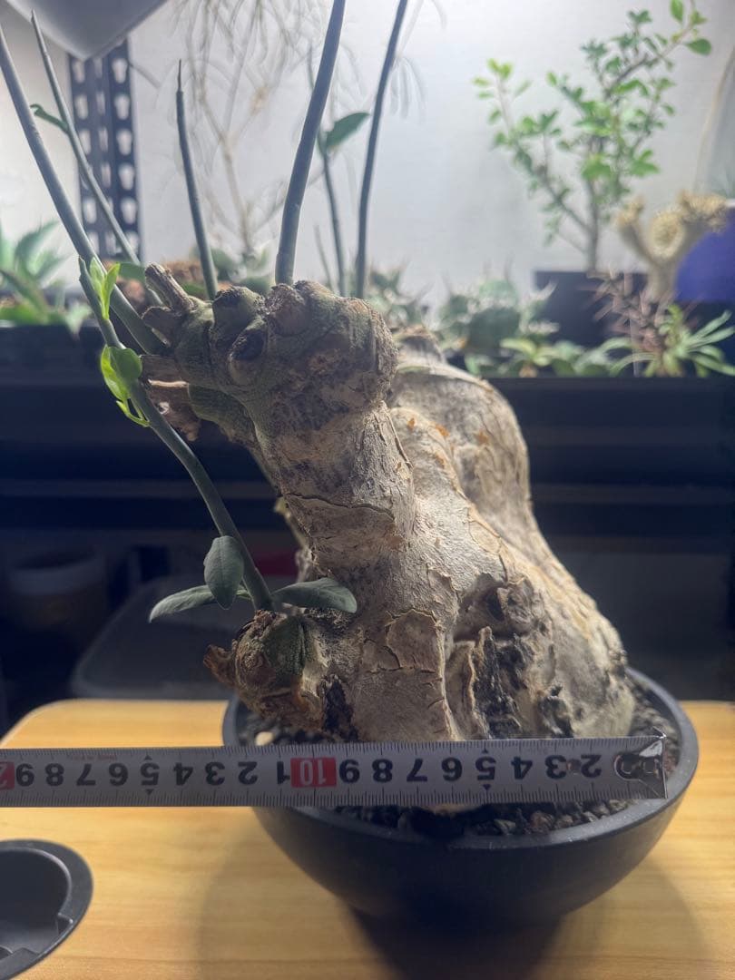 アデニア　ペチュエリー　現地球　発根済　塊根植物　コーデックス