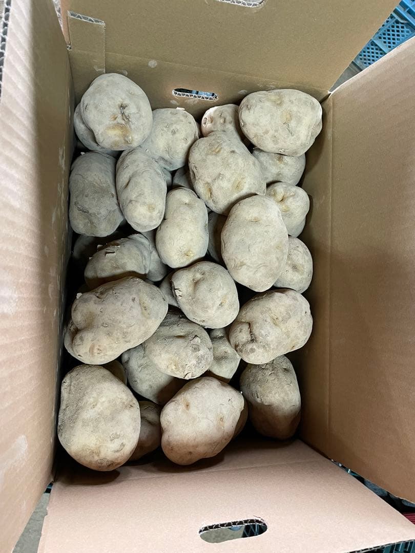 雪の観音郷　北海道産訳あり男爵40キロ