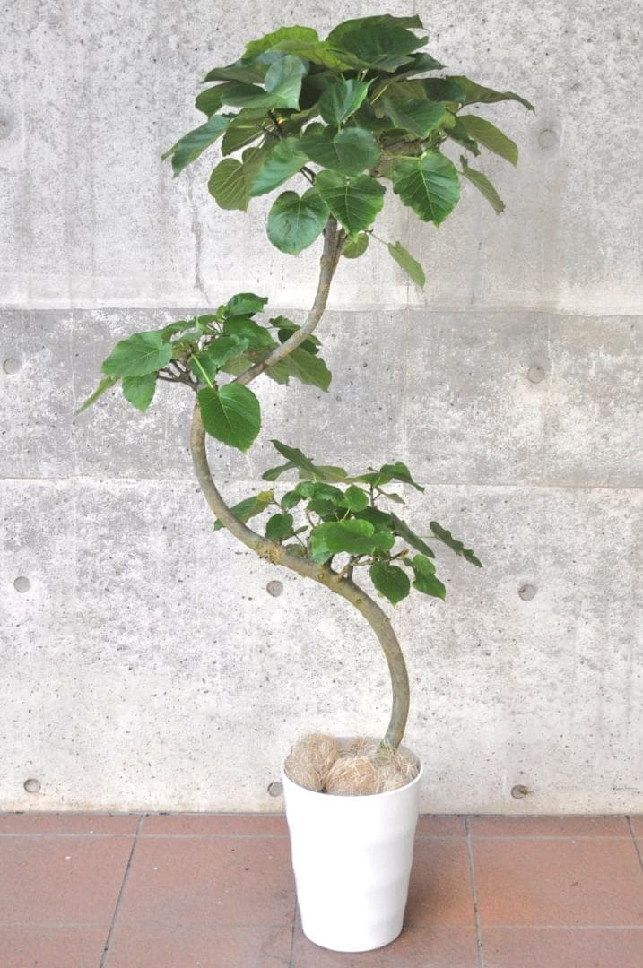 フィカス ウンベラータ 145cm 8号