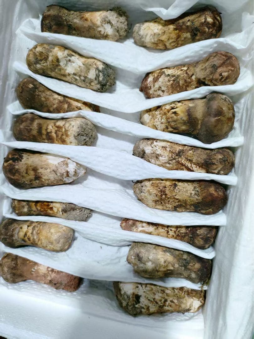 週末限定超特価！！中国雲南省産　新鮮松茸　 つぼみS 約1kg