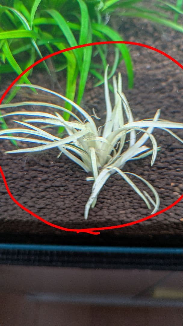 【超希少】 ホシクサ・クチホワイト 水中葉1株 　おまけ付き