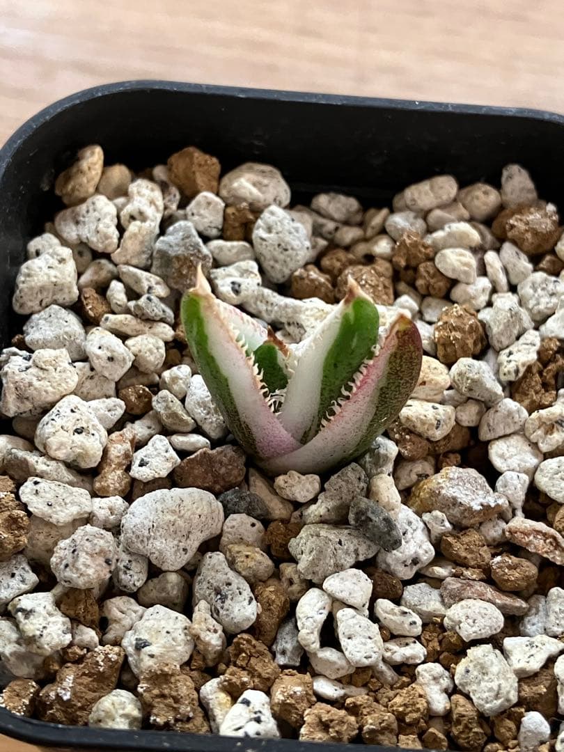 【初売り】34 安定株　速達　アガベ　チタノタ　豆豆龍錦　覆輪斑　TC