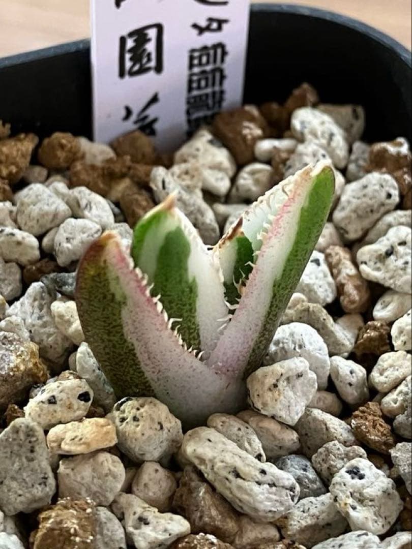 【初売り】34 安定株　速達　アガベ　チタノタ　豆豆龍錦　覆輪斑　TC