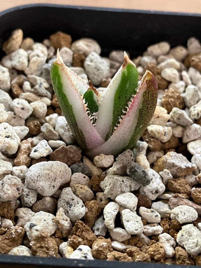 【初売り】34 安定株　速達　アガベ　チタノタ　豆豆龍錦　覆輪斑　TC