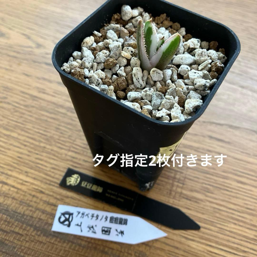 【初売り】34 安定株　速達　アガベ　チタノタ　豆豆龍錦　覆輪斑　TC
