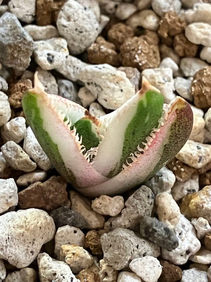 【初売り】34 安定株　速達　アガベ　チタノタ　豆豆龍錦　覆輪斑　TC