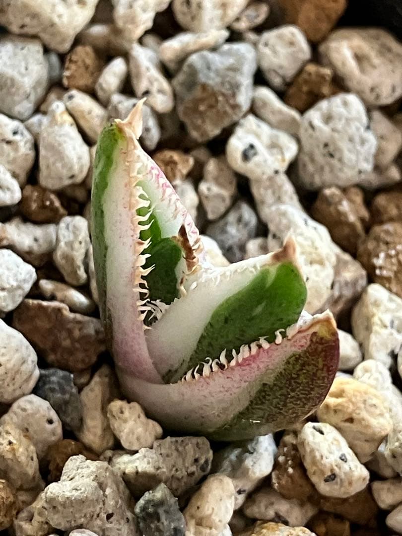 【初売り】34 安定株　速達　アガベ　チタノタ　豆豆龍錦　覆輪斑　TC