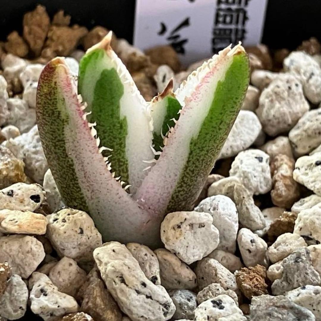 【初売り】34 安定株　速達　アガベ　チタノタ　豆豆龍錦　覆輪斑　TC