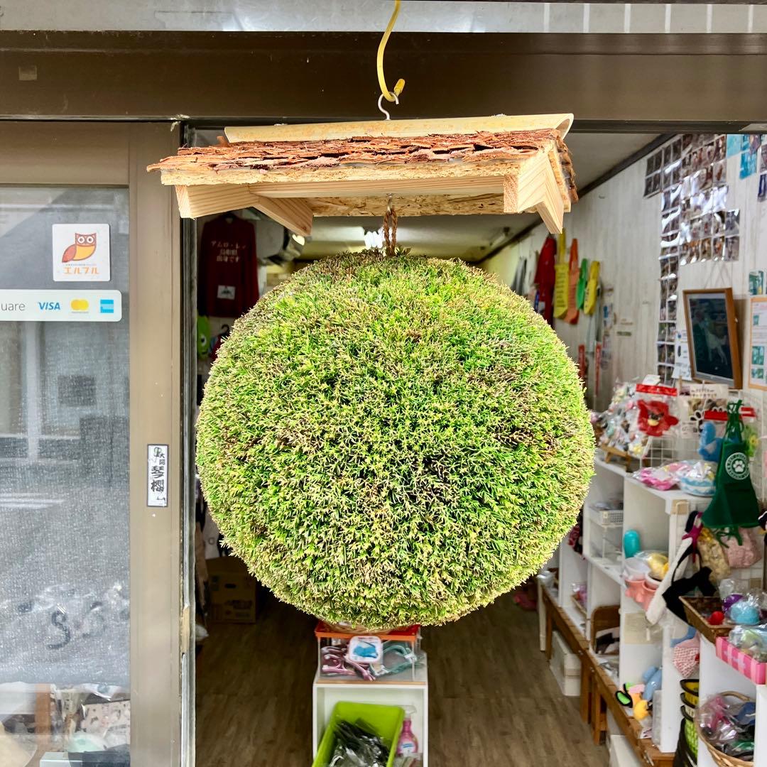 杉玉【屋根付き】②