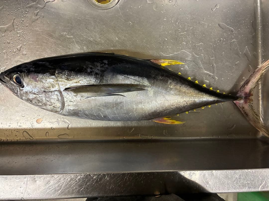 港直送 天然新鮮マグロ 約60cm 9キロ