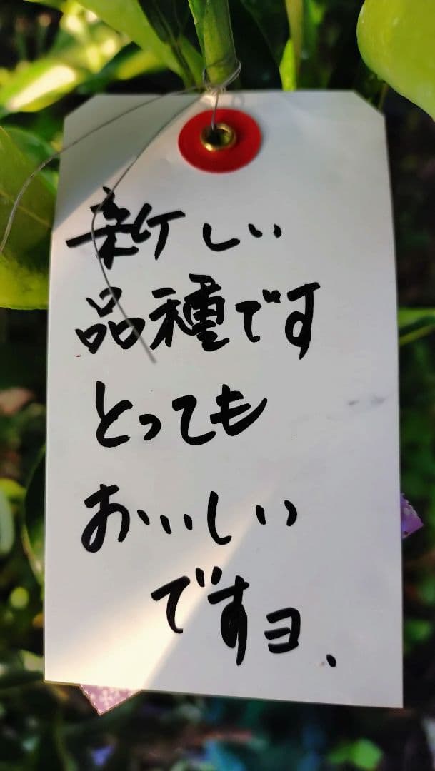 幻のミカン苗木みはや 3年生＋「せとか３年生」セット販売企画！