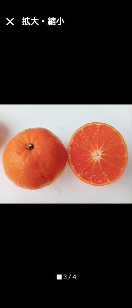 幻のミカン苗木みはや 3年生＋「せとか３年生」セット販売企画！