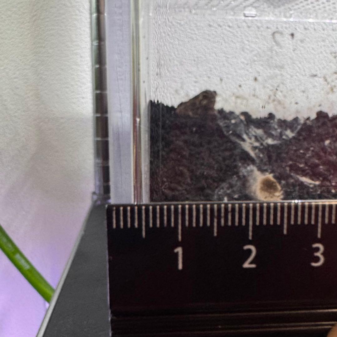 Oh-ちゃん　プラケースXL 2個