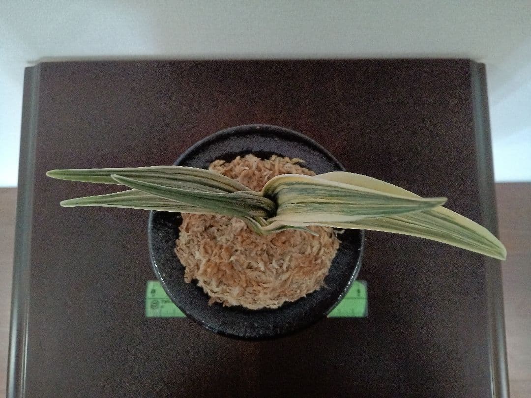 万年青「最晃閣」