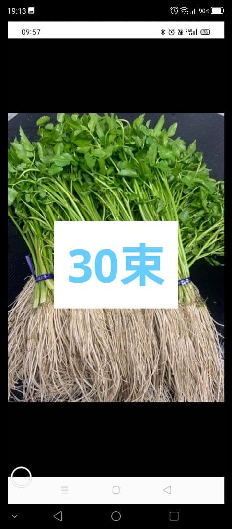 せり 30束 めめさん専用です。 12月27日発送分です。
