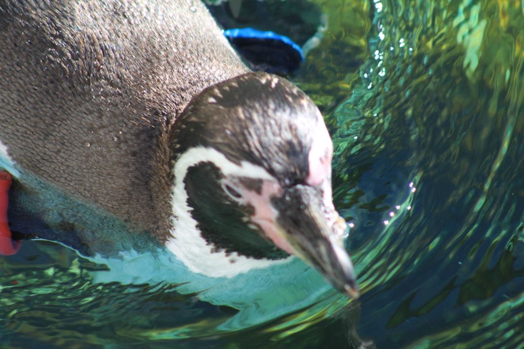 【美品】 Canon EF 75-300mm F4-5.6 III USM