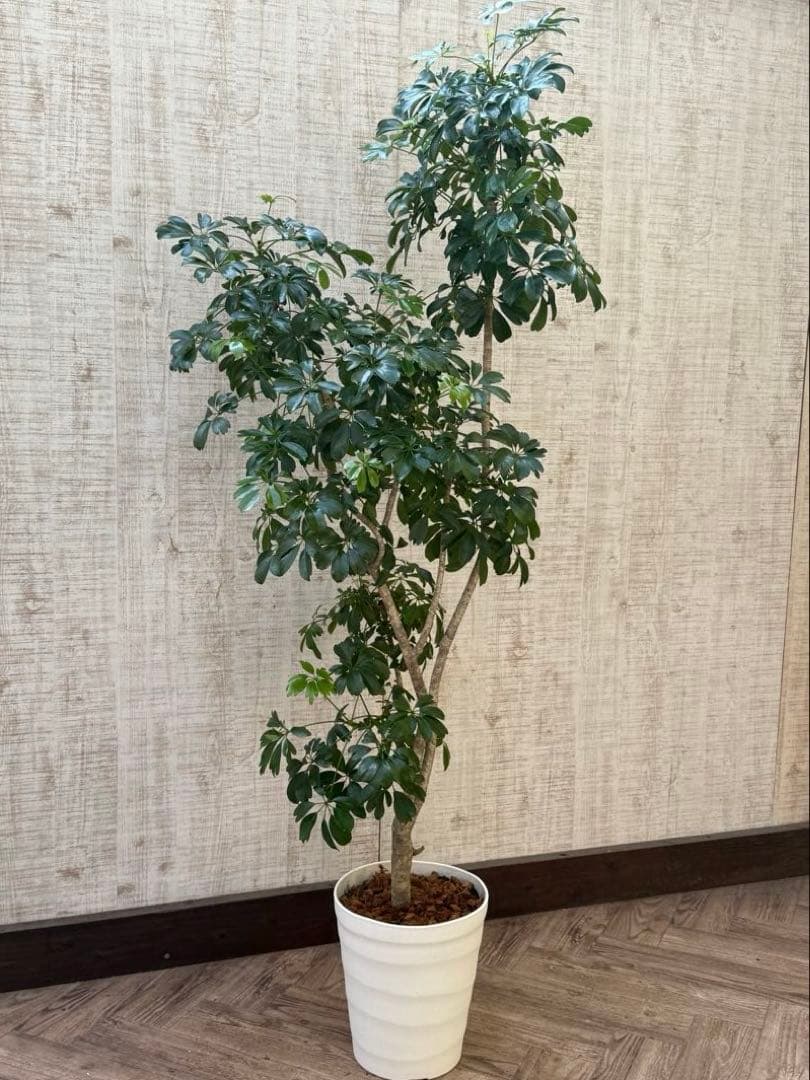 ☆ シェフレラ◦レナータ♪ 158cm リビングサイズ♪