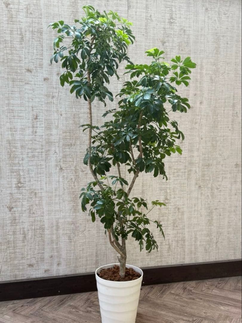 ☆ シェフレラ◦レナータ♪ 158cm リビングサイズ♪