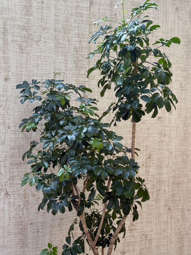 ☆ シェフレラ◦レナータ♪ 158cm リビングサイズ♪