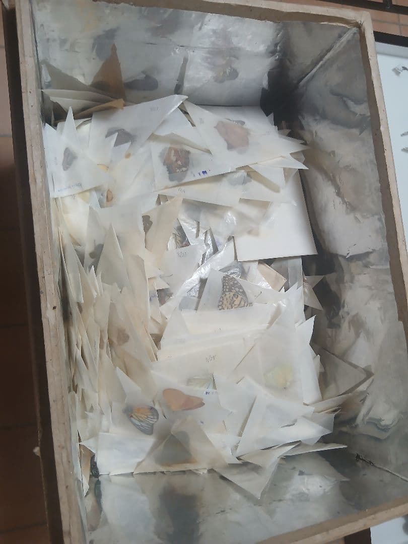 P*.様 蝶の標本セット 木箱入り