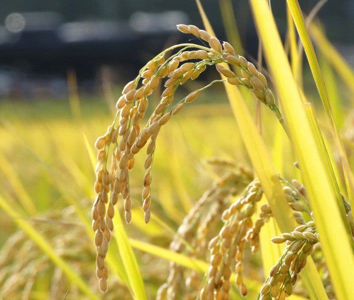 京都丹波のヒメノモチ