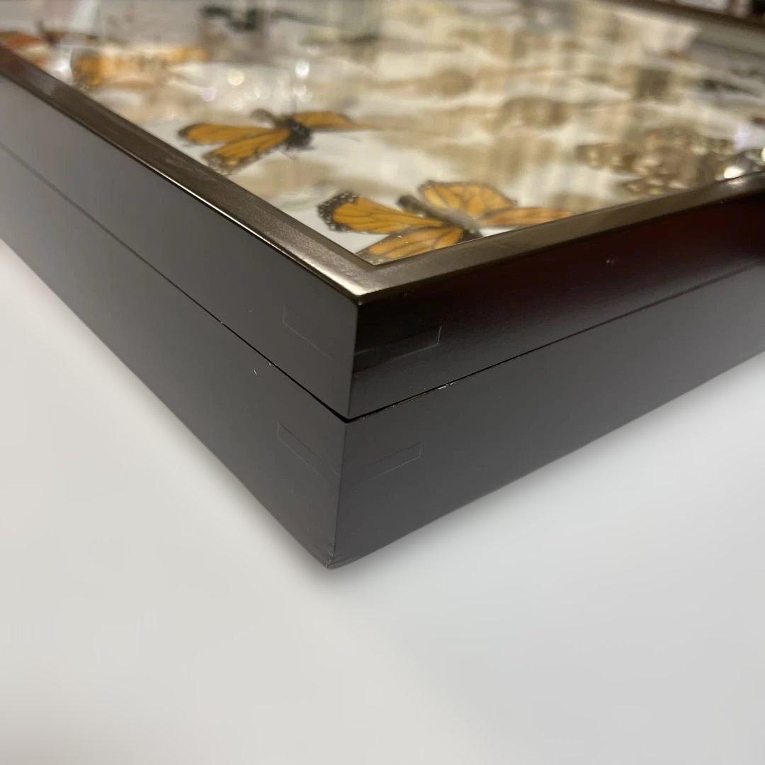 蝶標本各種　ドイツ箱入り
