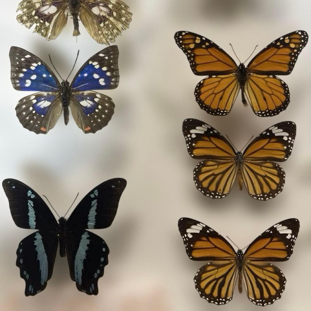 蝶標本各種　ドイツ箱入り
