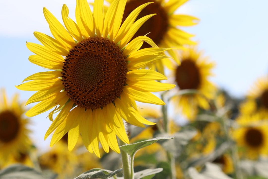 CanonEOSKissM＋単焦点EF50mmF1.8+ VILTROXアダプタ