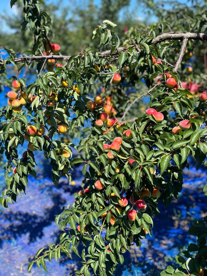 紀州南高梅 つぶれちゃった 白干し　無添加　無選別　10kg