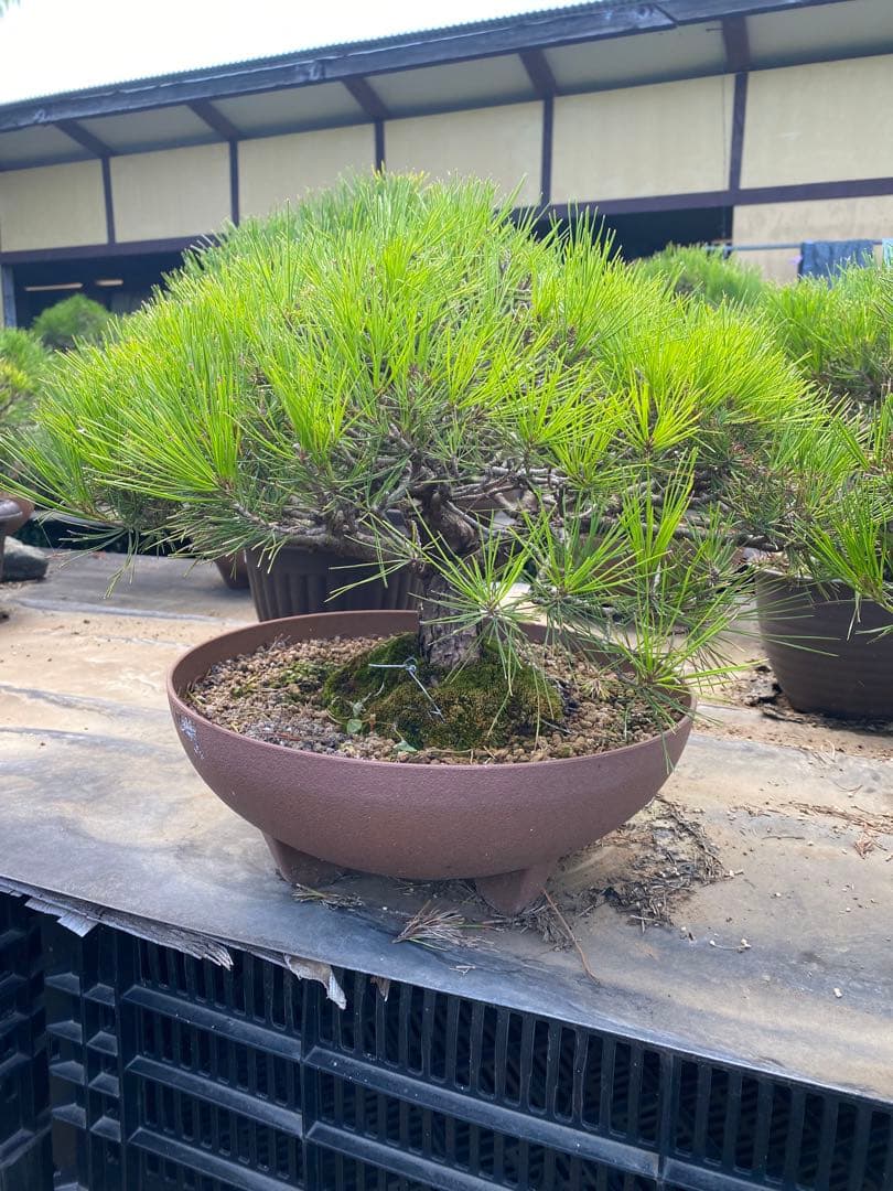 ち*ん様 中型松盆栽 苔付き 陶器鉢　赤松