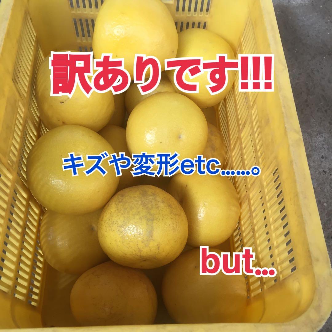 takachocono1ページ ☆文旦【高知県産】家庭用中玉10kg×2箱