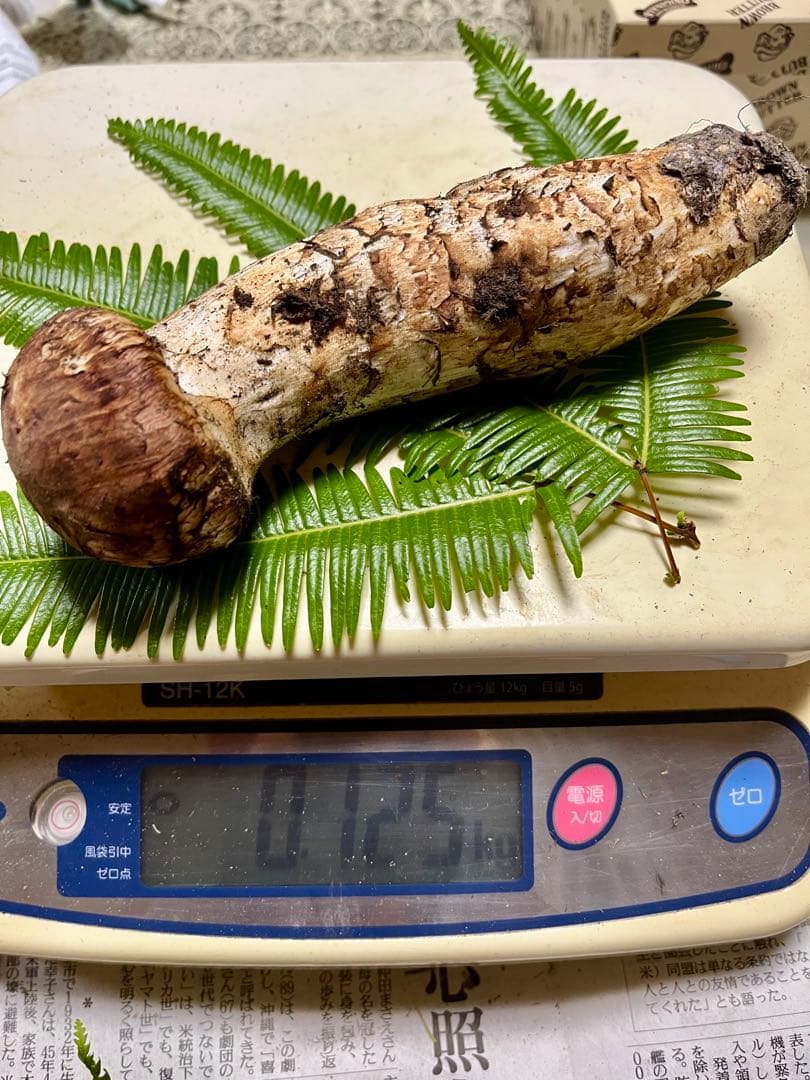 【大阪泉州産】天然松茸 採れたて良品☆1本125g国産