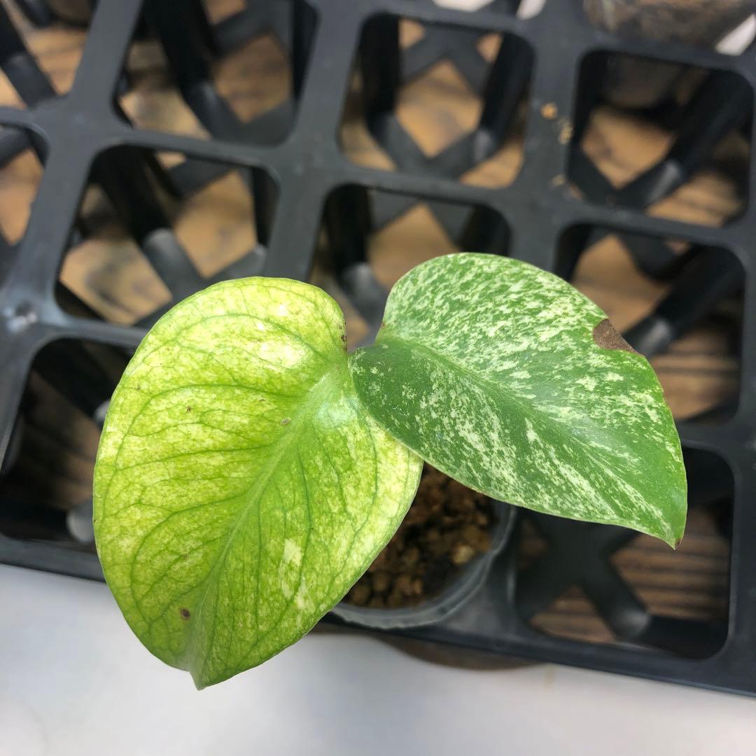 シ*ニ様 5株セット ms52 【特別選抜】ホワイトモンスター／天津蘭 モンステ