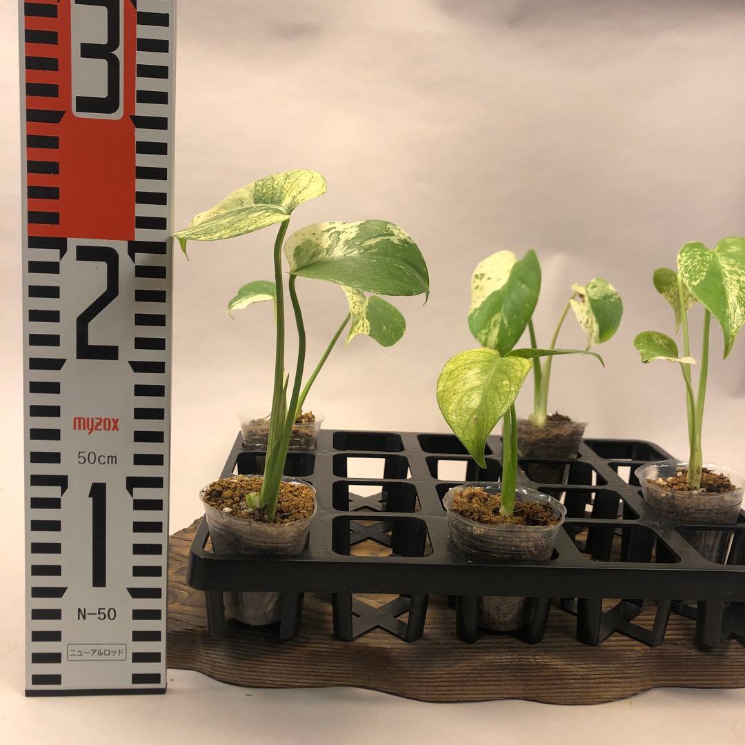 シ*ニ様 5株セット ms52 【特別選抜】ホワイトモンスター／天津蘭 モンステ