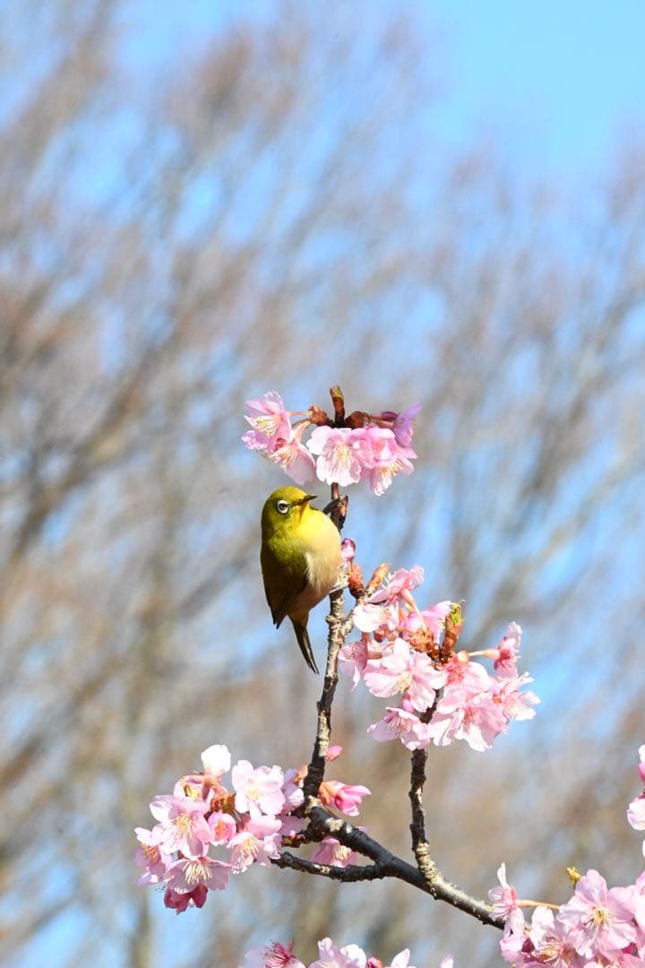 【美品】Nikon z50お得セット