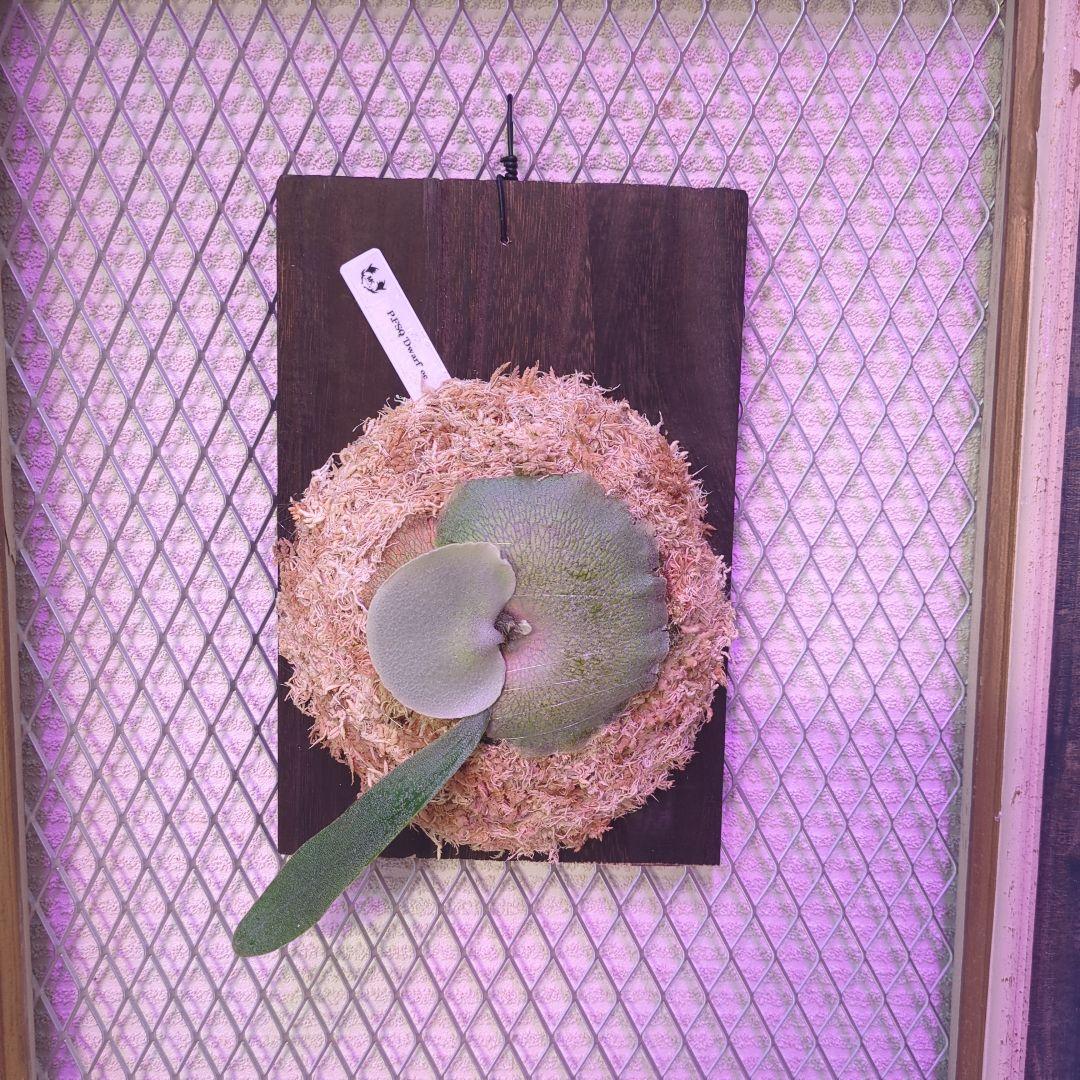 わ*ち様 【1株限定出品】P.FSQ 'Dwarf' oc/ビカクシダ