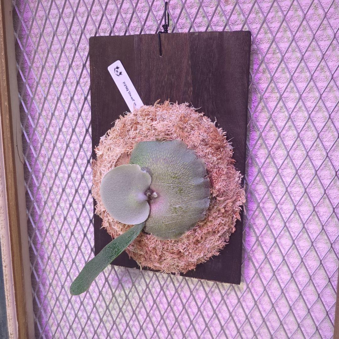 わ*ち様 【1株限定出品】P.FSQ 'Dwarf' oc/ビカクシダ