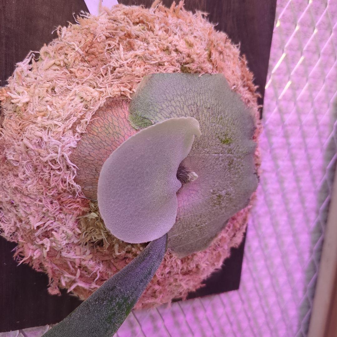 わ*ち様 【1株限定出品】P.FSQ 'Dwarf' oc/ビカクシダ