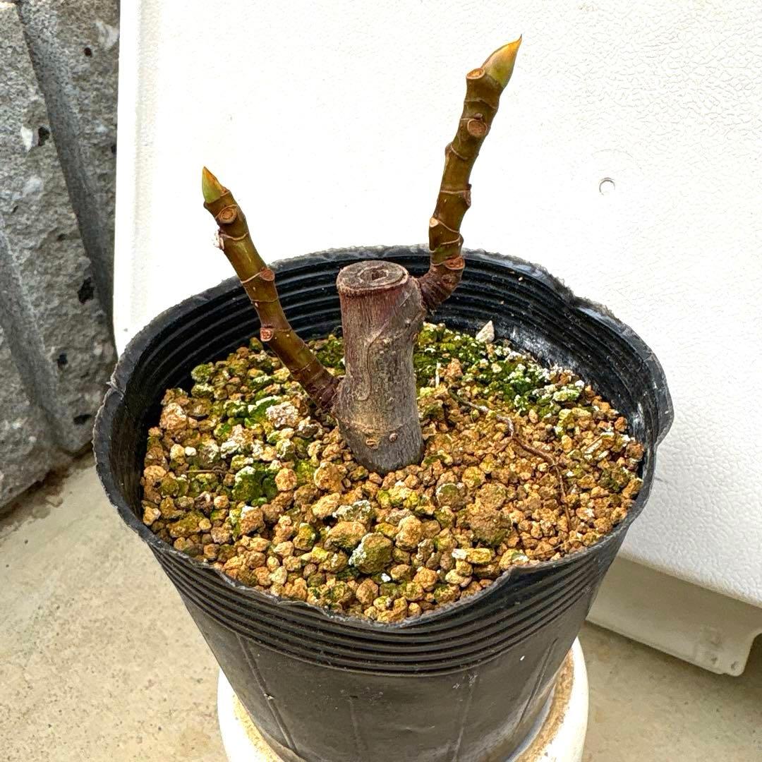 イチジクの良苗。Black Madeira