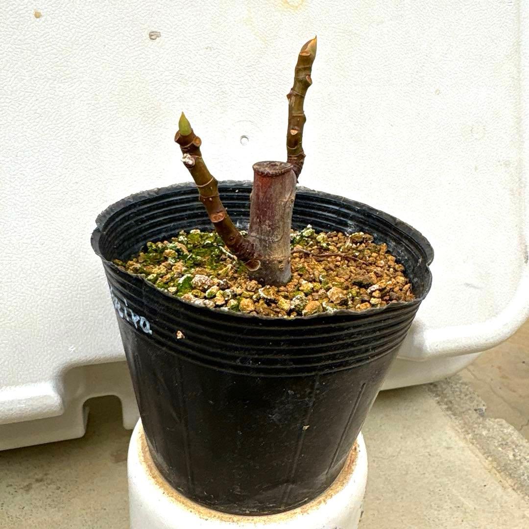 イチジクの良苗。Black Madeira