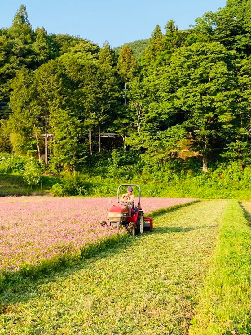 【れんげ米　玄米10.0kg コシヒカリ又はあさひの夢】　栽培期間中農薬不使用