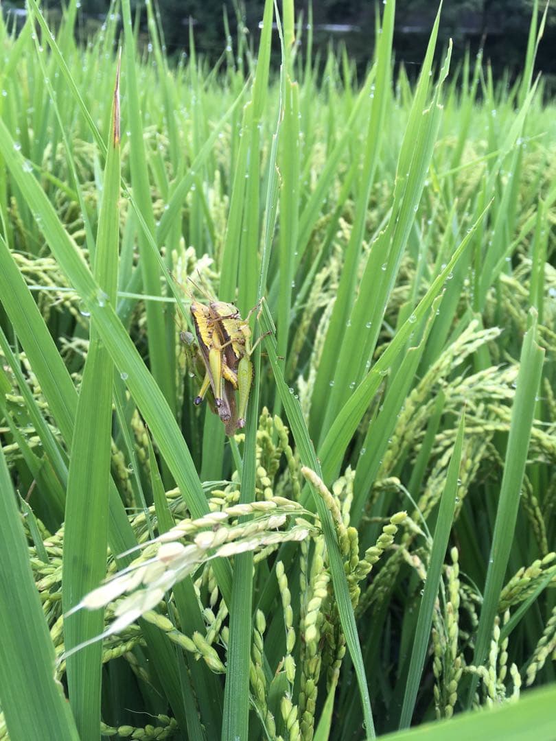 【れんげ米　玄米10.0kg コシヒカリ又はあさひの夢】　栽培期間中農薬不使用