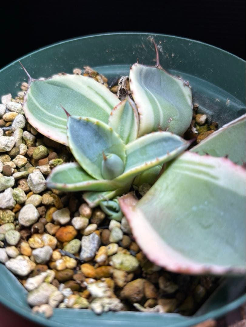 特別価格❗️ アガベ　パリー　トランカータ　オリザバ　親株ごと発送　子株5株以上