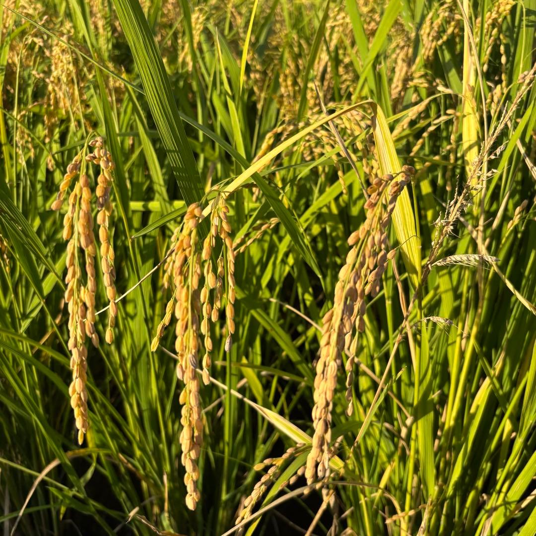 日本晴　自然栽培　玄米　15kg