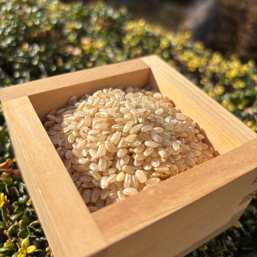 日本晴　自然栽培　玄米　15kg