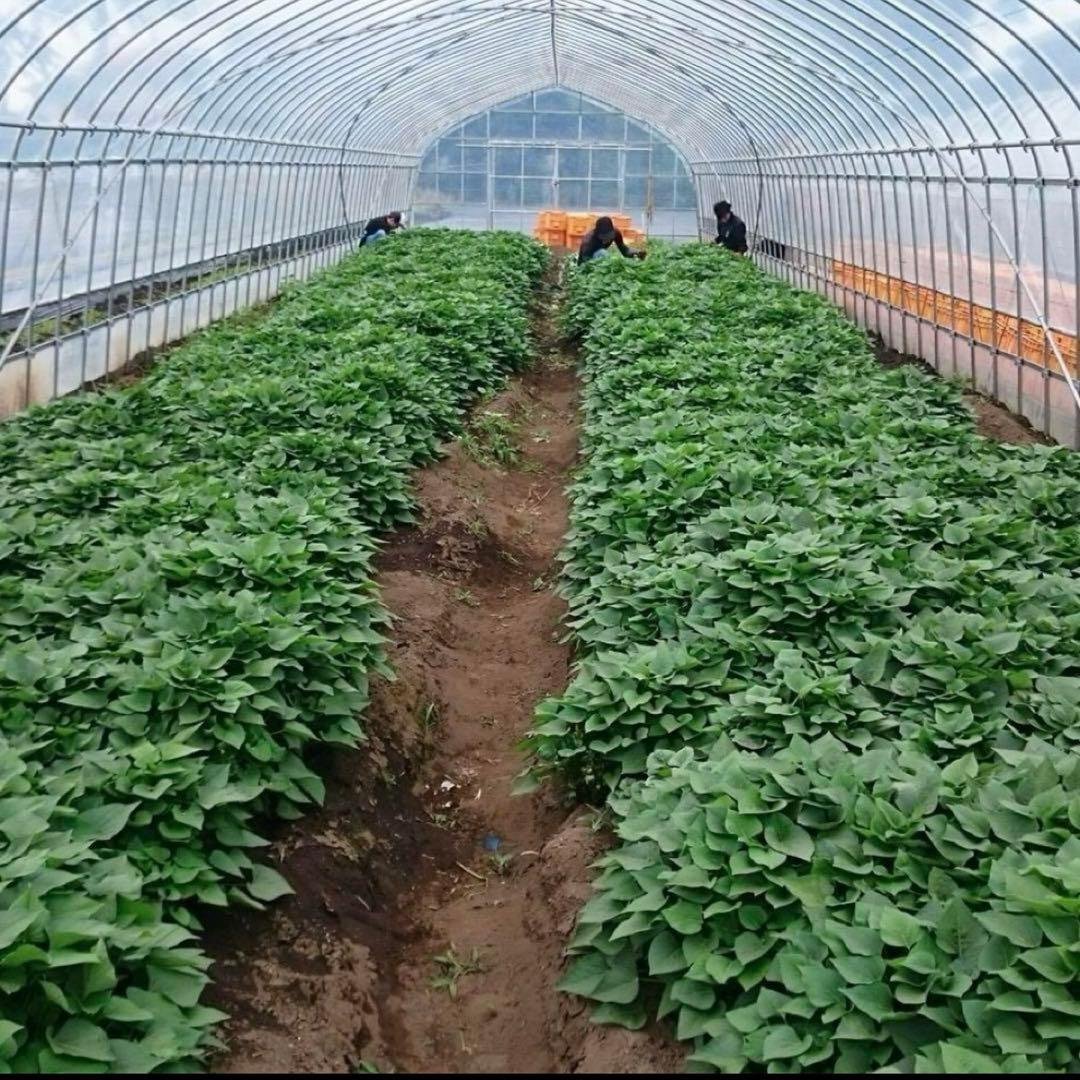 【数量限定】2025年品評会受賞 べにはるか ほしいも 5kg 干し芋 訳あり