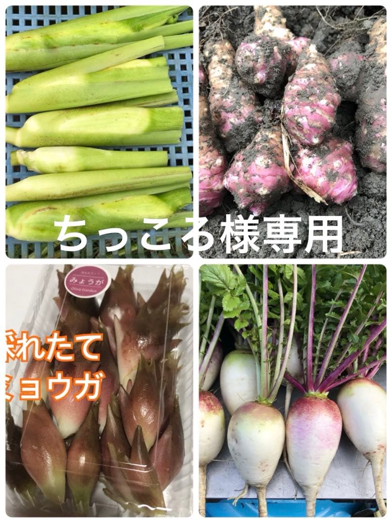 ちっころ 農薬化学肥料不使用 野菜詰め合わせ 100cmダンボールいっぱい