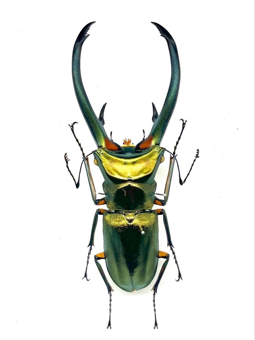 エラフスホソアカクワガタ　標本　93mm