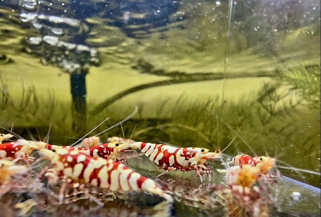 ぐんぐん玉 × ビーシュリンプ飼育用（磁性かんらん岩ボールメダカや金魚にも最適