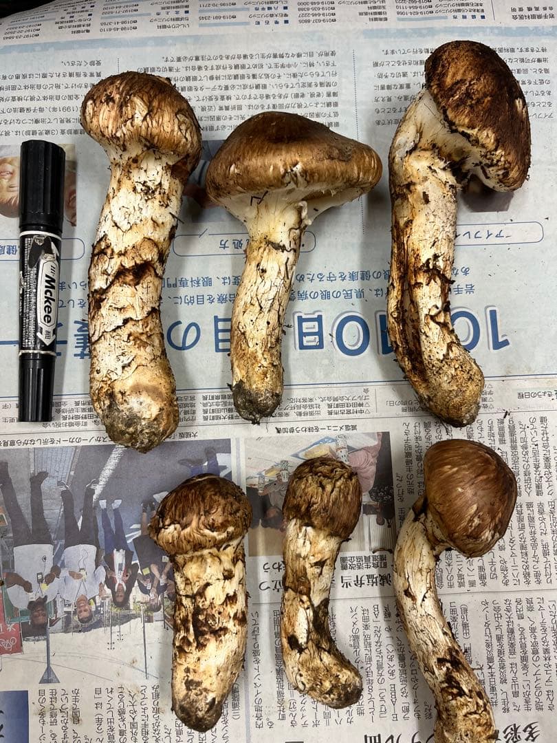 岩手県産松茸　良型　1